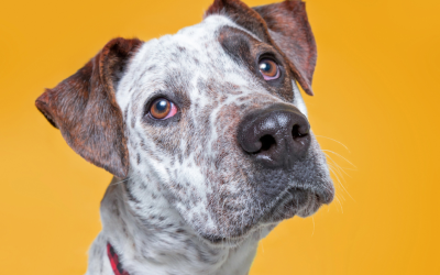 Ringing in Calm: How to Prepare Pets (and Yourself) for New Year’s Fireworks