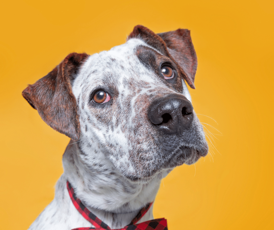 Ringing in Calm: How to Prepare Pets (and Yourself) for New Year’s Fireworks