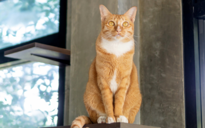 Preparing Your Pet for Holiday Travel: Why Luxury Boarding at Circle B Bed ’N Biscuits is the Best Choice