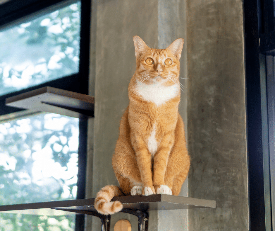 Preparing Your Pet for Holiday Travel: Why Luxury Boarding at Circle B Bed ’N Biscuits is the Best Choice