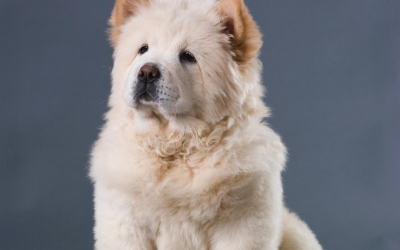 Keeping Your Pet Cozy and Clean: November Grooming Tips from Circle B Bed ‘N Biscuits