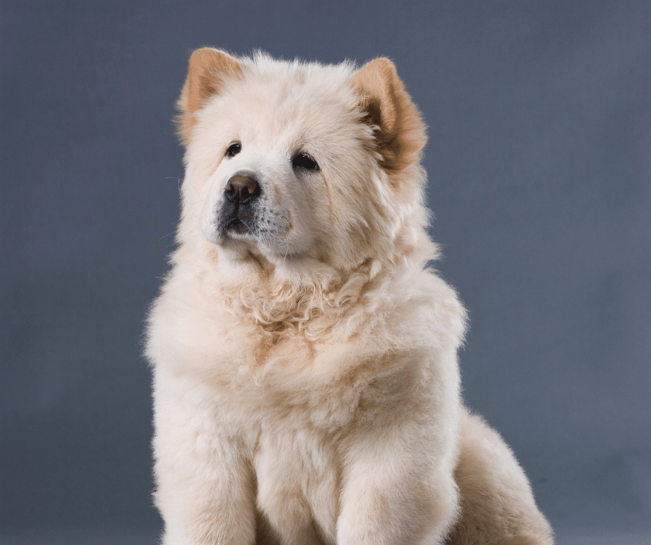 Keeping Your Pet Cozy and Clean: November Grooming Tips from Circle B Bed ‘N Biscuits