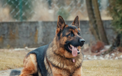 Calm Boarding for Nervous Pets: Practical Tips to Help Your Dog Settle Away from Home