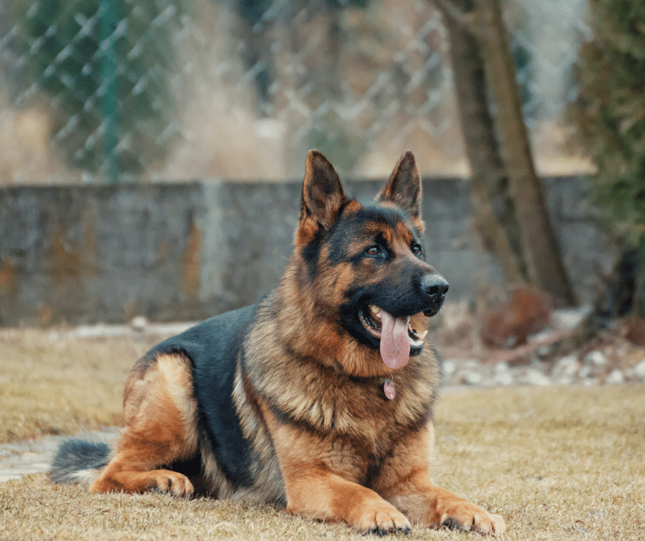 Calm Boarding for Nervous Pets: Practical Tips to Help Your Dog Settle Away from Home