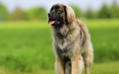 Winter Coat Care 101: January Grooming Tips at Circle B Bed ‘N Biscuits for Shedding, Dry Skin, and “Static Fur”