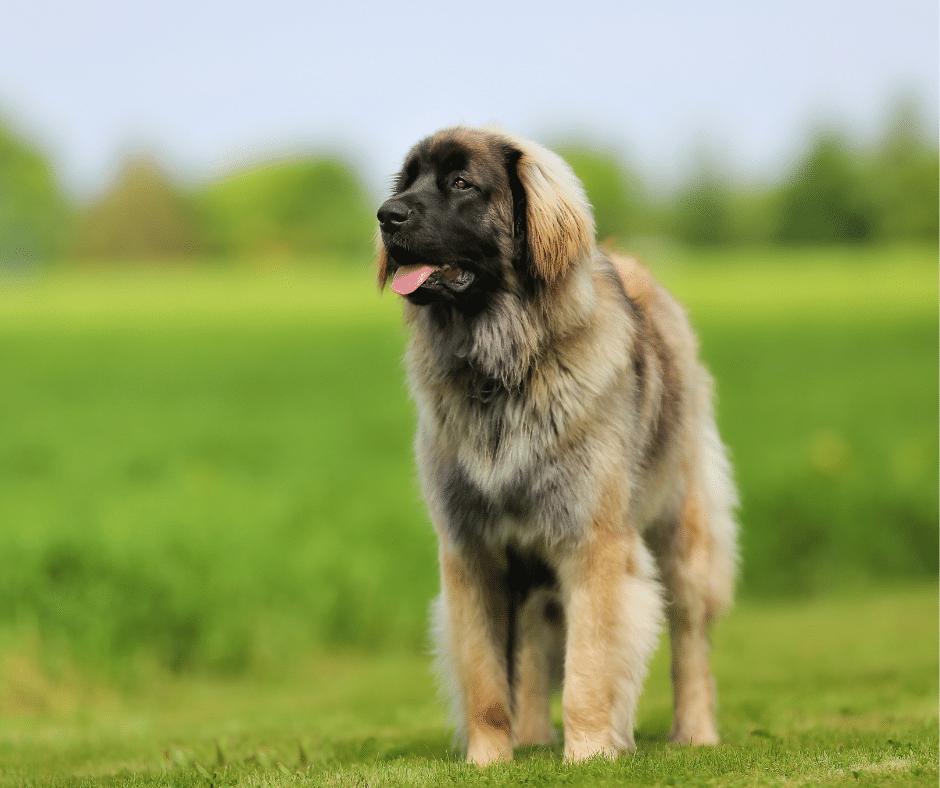 Winter Coat Care 101: January Grooming Tips at Circle B Bed ‘N Biscuits for Shedding, Dry Skin, and “Static Fur”