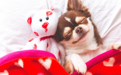 Love Is in the Air (and So Is Fur): February De-Shedding & Coat Care at Circle B Bed ‘N Biscuits