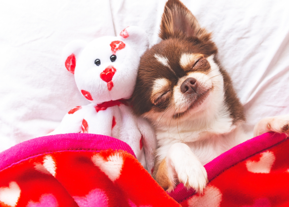 Love Is in the Air (and So Is Fur): February De-Shedding & Coat Care at Circle B Bed ‘N Biscuits