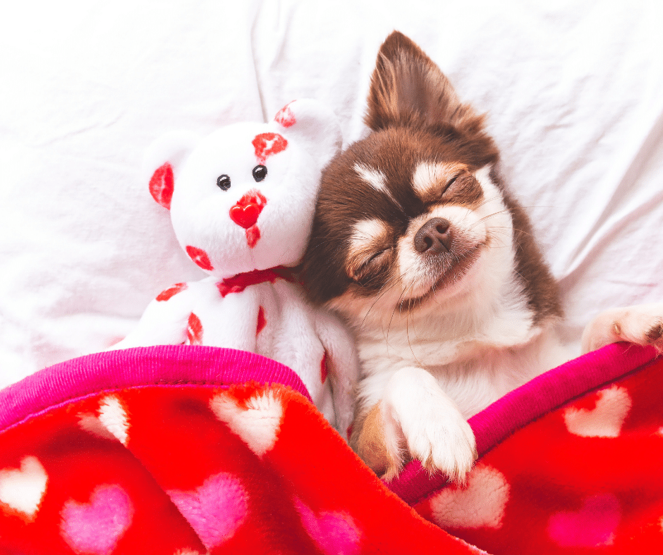 Love Is in the Air (and So Is Fur): February De-Shedding & Coat Care at Circle B Bed ‘N Biscuits