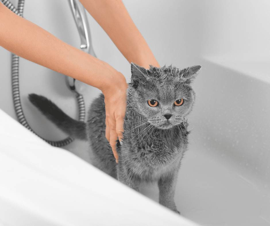 A Fresh Start Before Spring: February Spa Add-Ons That Help Pets Feel Their Best