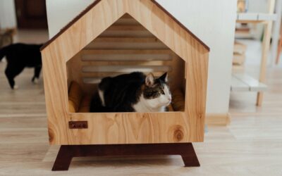 Travel Season & Long Weekends: Why Luxury Boarding at Circle B Bed ‘N Biscuits Is Perfect for February Getaways