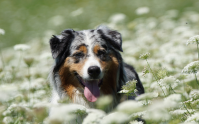Mud, Pollen, and Shedding, Oh My: March Grooming Tips to Keep Pets Clean and Comfortable