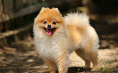 New Year, Happier Pup: How Doggy Daycare Helps Dogs Reset Their Routine in January (Even on Cold Mornings)