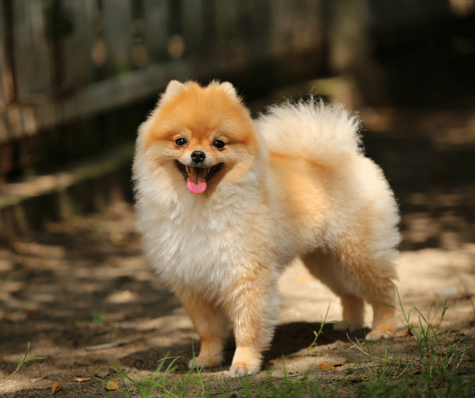 New Year, Happier Pup: How Doggy Daycare Helps Dogs Reset Their Routine in January (Even on Cold Mornings)