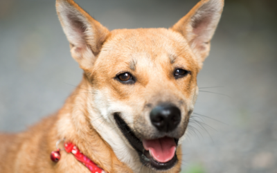 Spa Day Add-On: Why Getting Baths or Grooming During Daycare or Boarding Is a Game-Changer