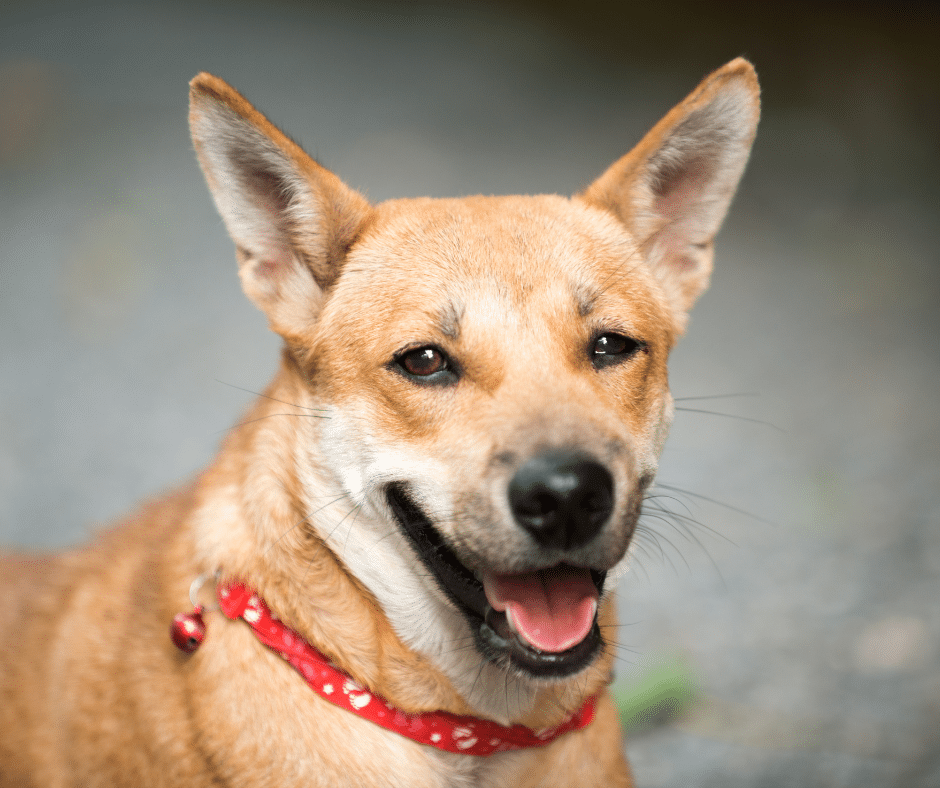 Spa Day Add-On: Why Getting Baths or Grooming During Daycare or Boarding Is a Game-Changer