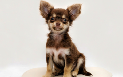 Snowbird Season & New Year Travel: Why Luxury Boarding at Circle B Bed ‘N Biscuits Makes January Trips Stress-Free