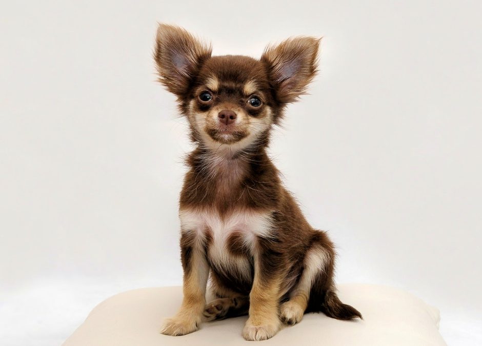 Snowbird Season & New Year Travel: Why Luxury Boarding at Circle B Bed ‘N Biscuits Makes January Trips Stress-Free