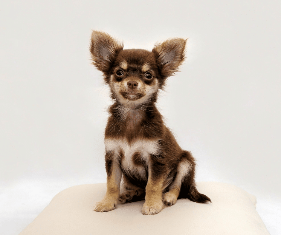 Snowbird Season & New Year Travel: Why Luxury Boarding at Circle B Bed ‘N Biscuits Makes January Trips Stress-Free