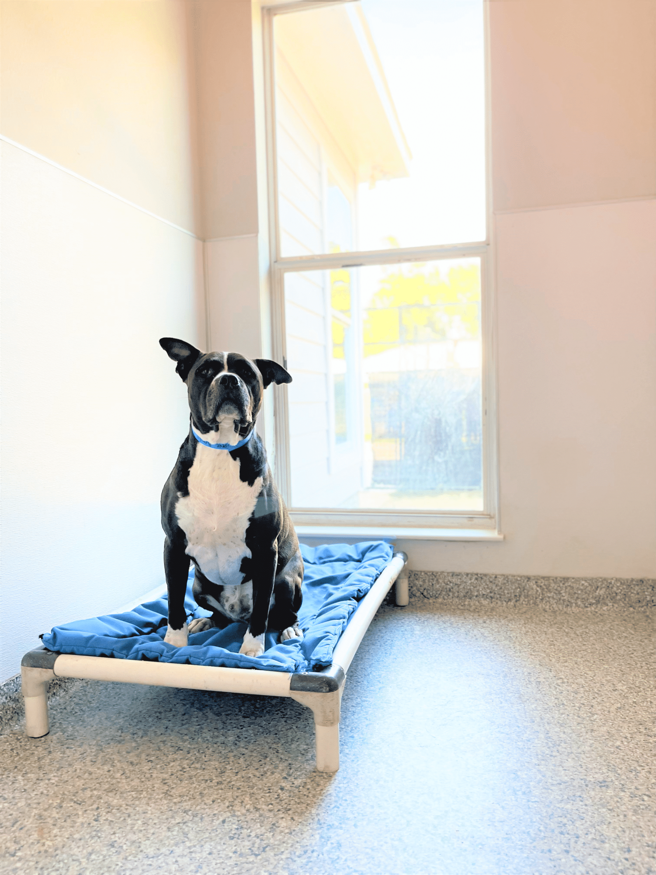 Weekend Getaways Made Easy: April Luxury Boarding Options at Circle B Bed ‘N Biscuits