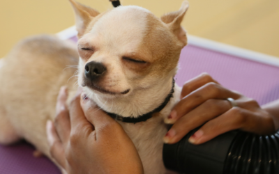 Spring Shed Happens: How De-Shedding Treatments at Circle B Bed ‘N Biscuits Help in April