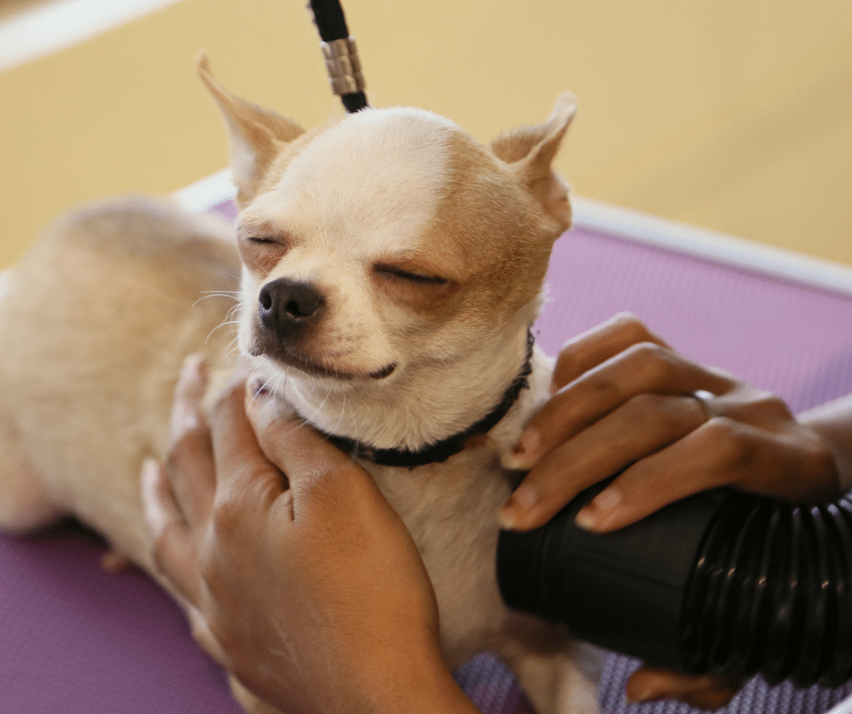 Spring Shed Happens: How De-Shedding Treatments at Circle B Bed ‘N Biscuits Help in April