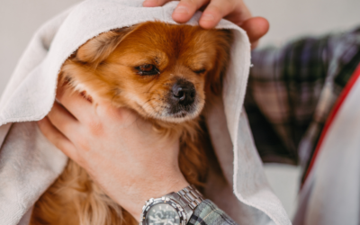 April Showers, Fresh Coats: Why Bath ’n Brush Is a Spring Must at Circle B Bed ‘N Biscuits