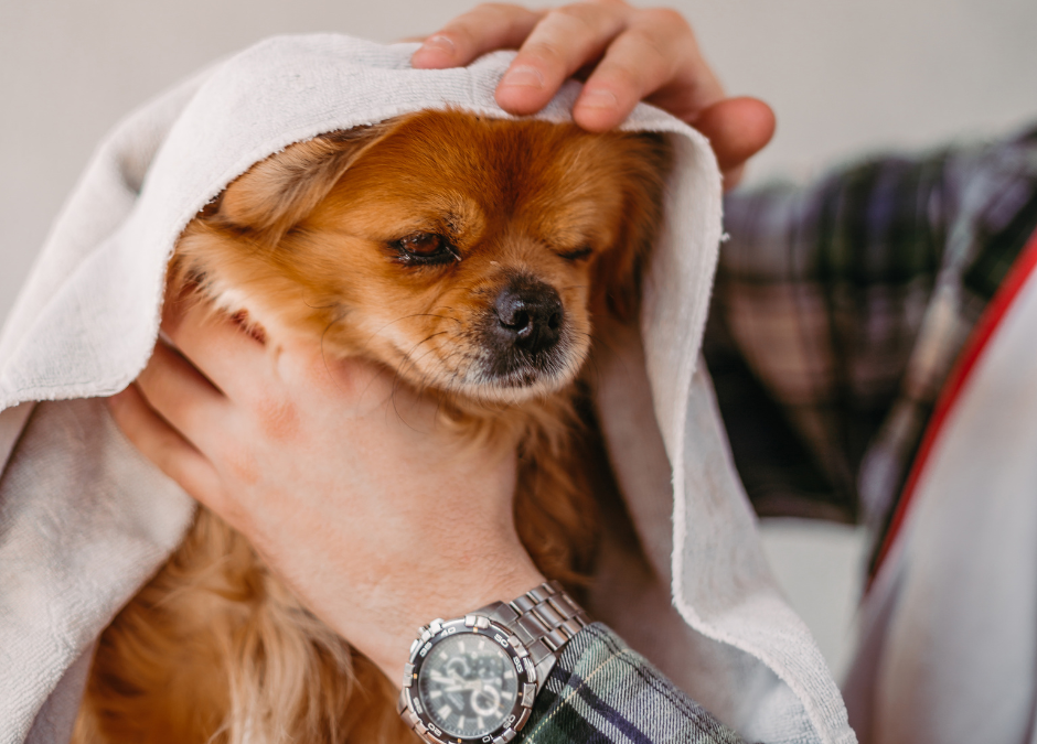 April Showers, Fresh Coats: Why Bath ’n Brush Is a Spring Must at Circle B Bed ‘N Biscuits