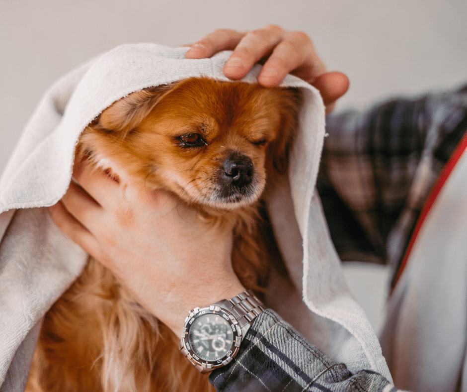 April Showers, Fresh Coats: Why Bath ’n Brush Is a Spring Must at Circle B Bed ‘N Biscuits