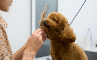 Shedding Season Isn’t Over Yet: May Grooming Tips for Keeping Coats Clean, Soft, and Manageable