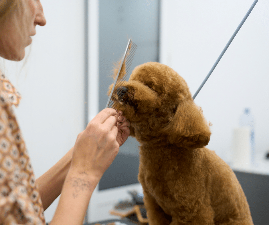 Shedding Season Isn’t Over Yet: May Grooming Tips for Keeping Coats Clean, Soft, and Manageable