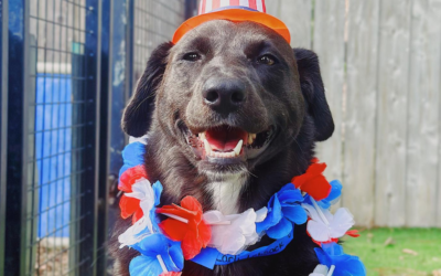 Get Ready for the Fourth of July: Fireworks, Anxiety, and Boarding Support for Anxious Dogs