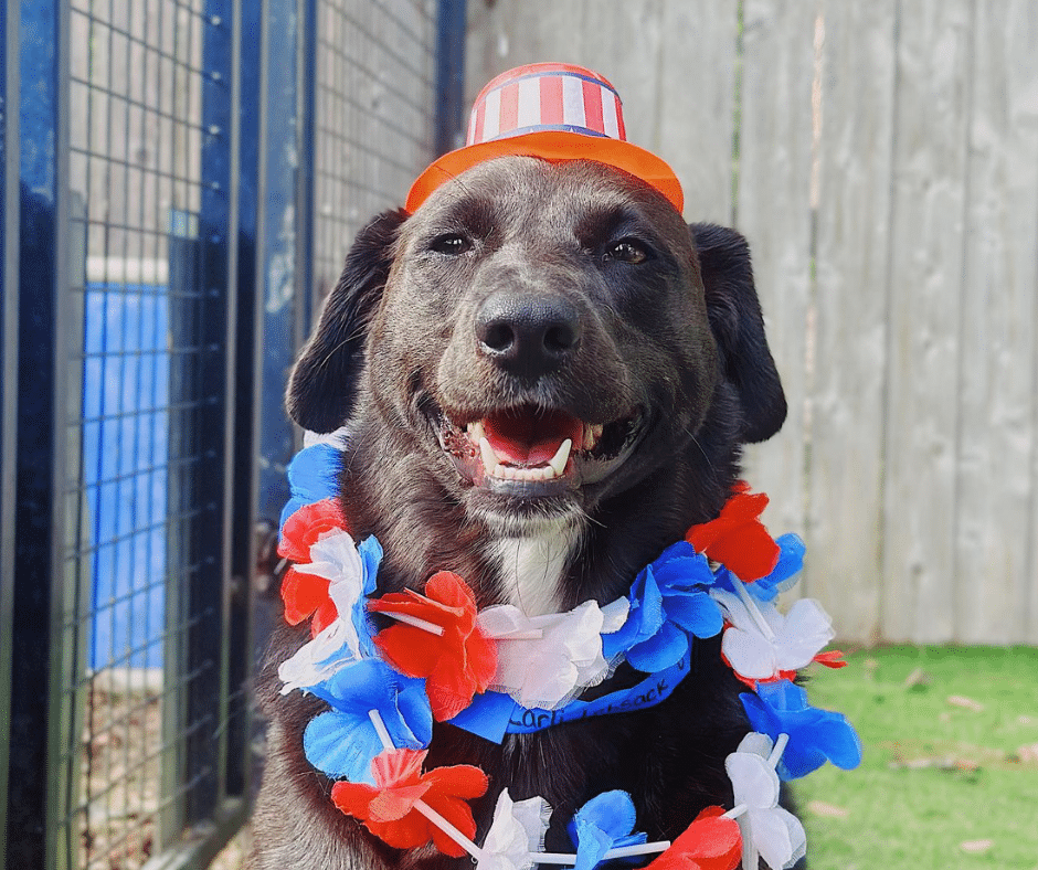 Get Ready for the Fourth of July: Fireworks, Anxiety, and Boarding Support for Anxious Dogs