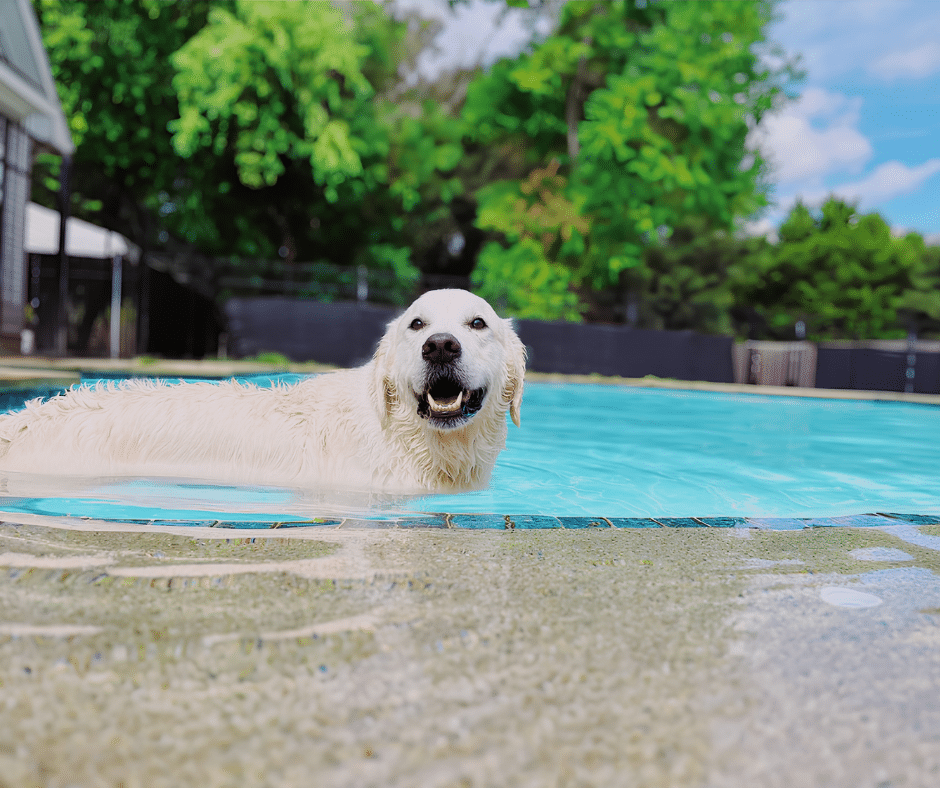 Pool Time, Playtime, and Happy Tails: Why June Daycare Is Perfect for High-Energy Dogs