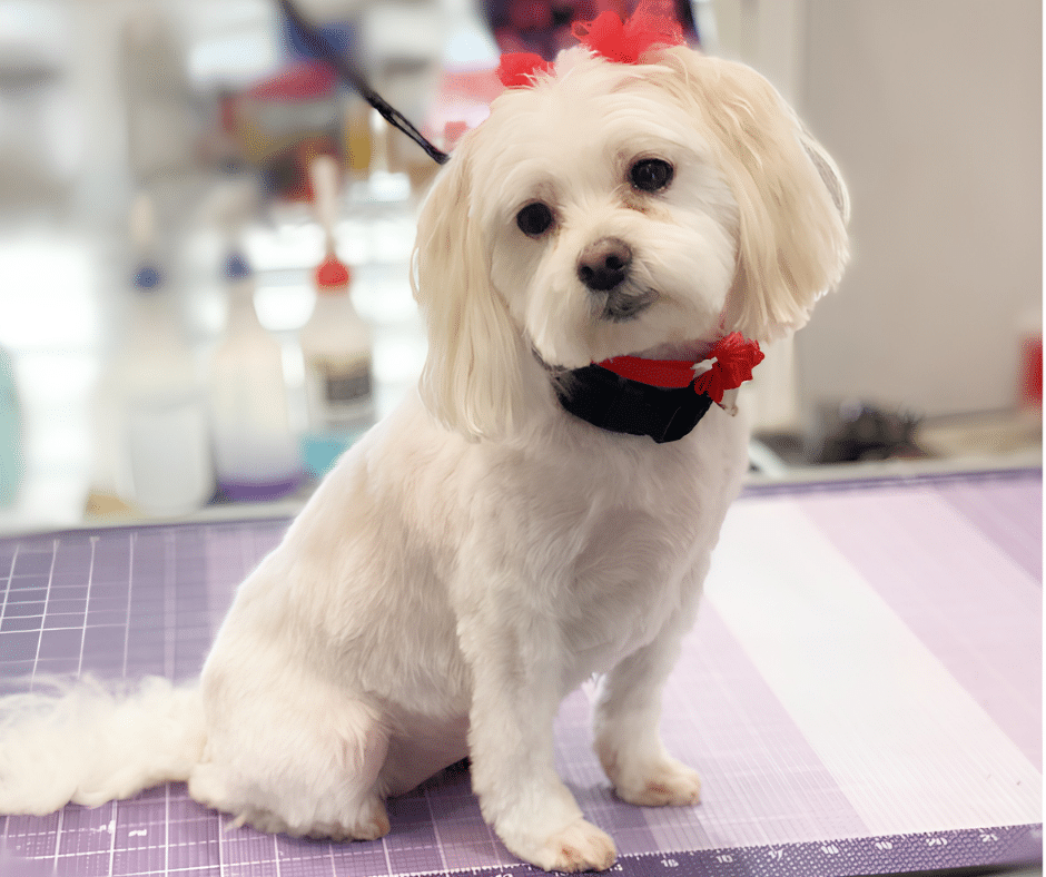 Fresh for Summer: June Grooming Tips to Keep Pets Cool, Clean, and Comfortable