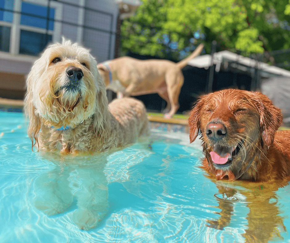 Pool Time and Playtime: July Doggy Daycare Fun at Circle B Bed ‘N Biscuits
