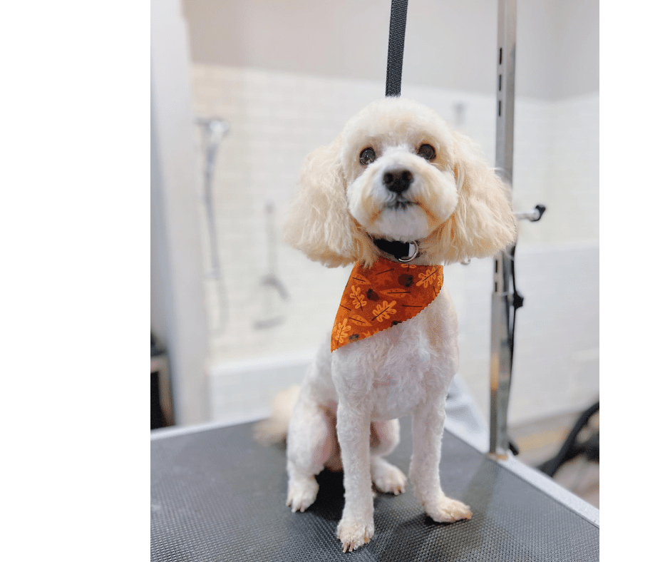 Summer Grooming Refresh: July Bath ’n Brush Services for Clean, Comfortable Pets