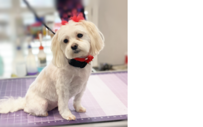 End-of-Summer Grooming Reset: Bath ’n Brush Services for Dirt, Shedding, and Summer Odors