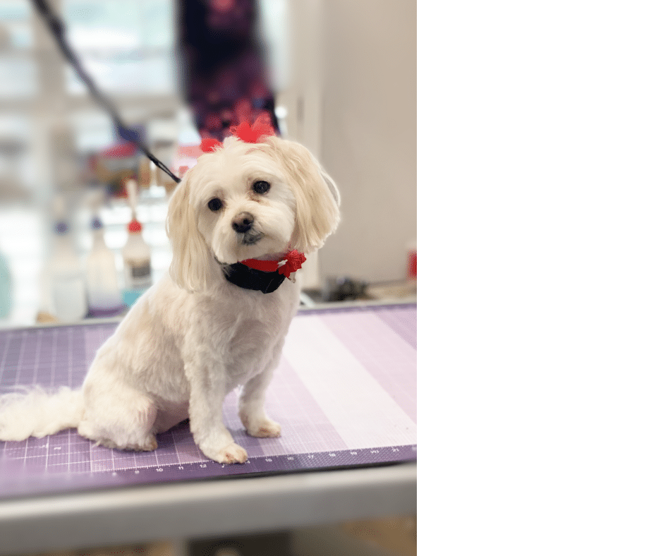 End-of-Summer Grooming Reset: Bath ’n Brush Services for Dirt, Shedding, and Summer Odors