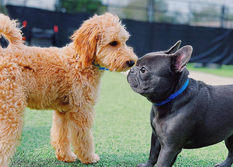 Hot Days, Happy Dogs: Why Doggy Daycare Helps Pups Burn Energy Safely in July