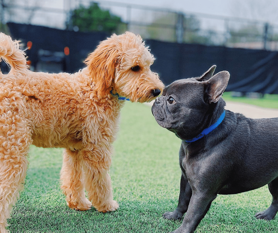 Hot Days, Happy Dogs: Why Doggy Daycare Helps Pups Burn Energy Safely in July
