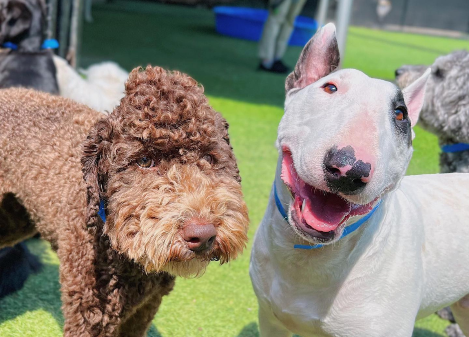Back-to-School, Back to Routine: How Doggy Daycare Helps Dogs Adjust in August