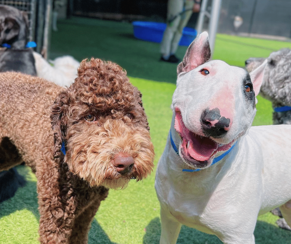 Back-to-School, Back to Routine: How Doggy Daycare Helps Dogs Adjust in August