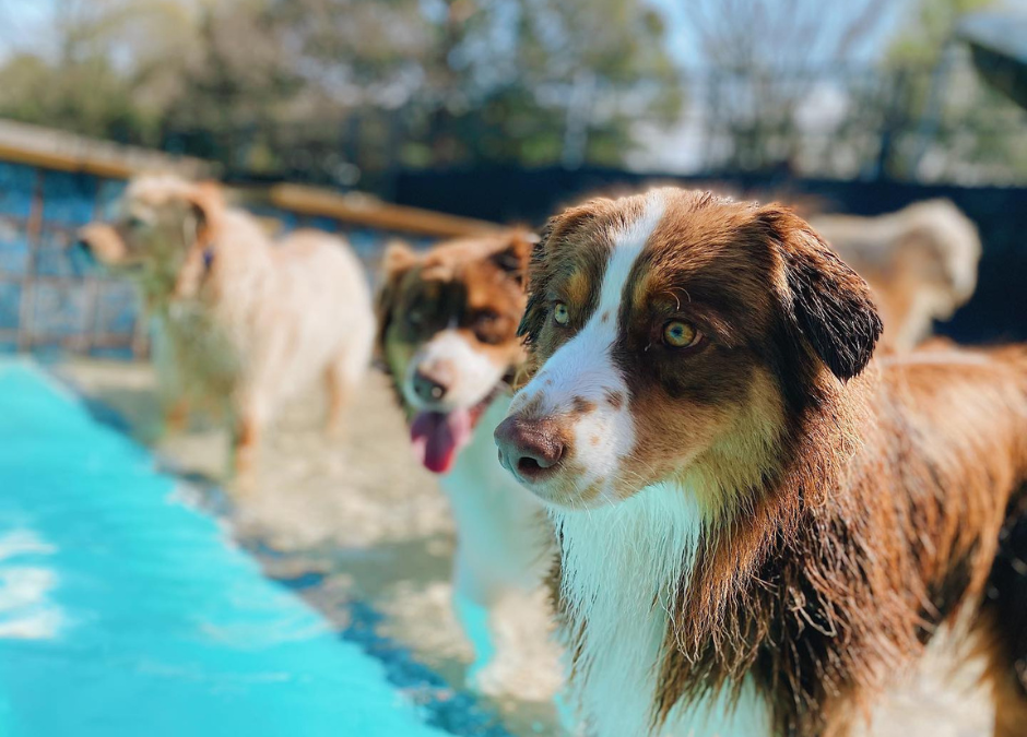 Daycare for the Dog Days of Summer: Keeping High-Energy Dogs Active During Hot August Weather