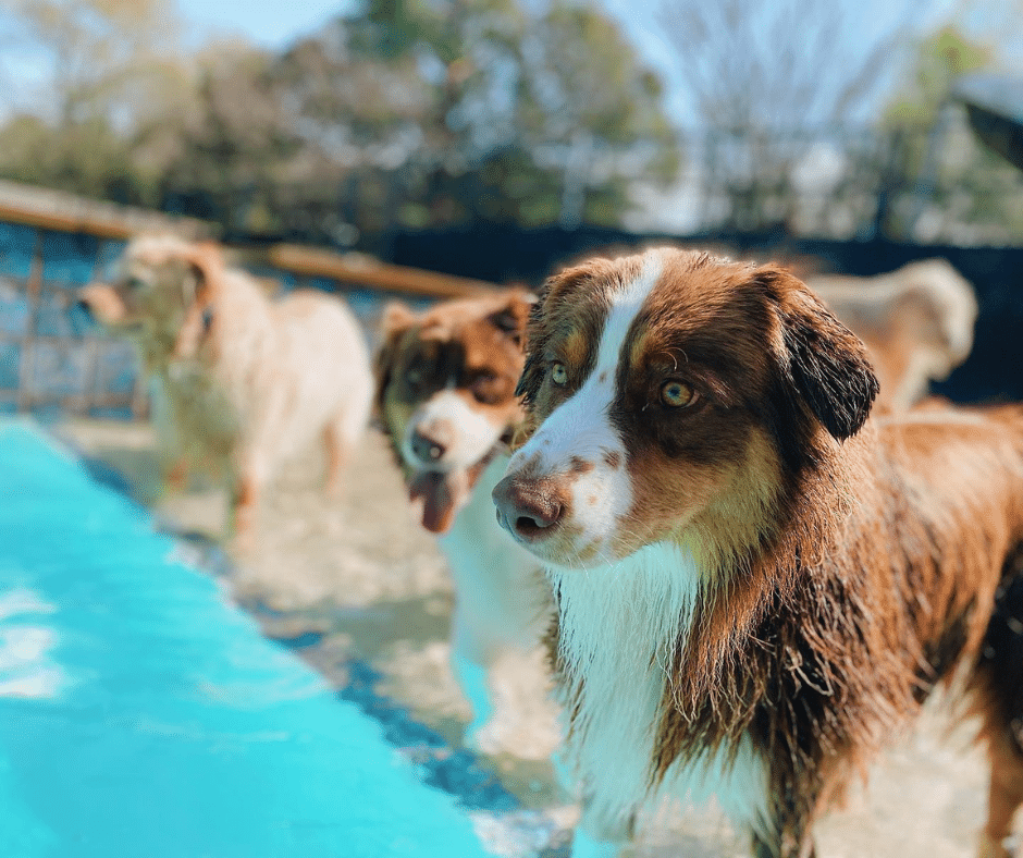 Daycare for the Dog Days of Summer: Keeping High-Energy Dogs Active During Hot August Weather