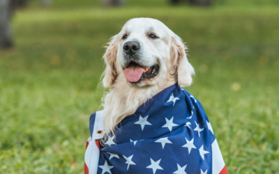 Fireworks, Guests, and Busy Homes: How Boarding Can Give Pets a Calm July Retreat