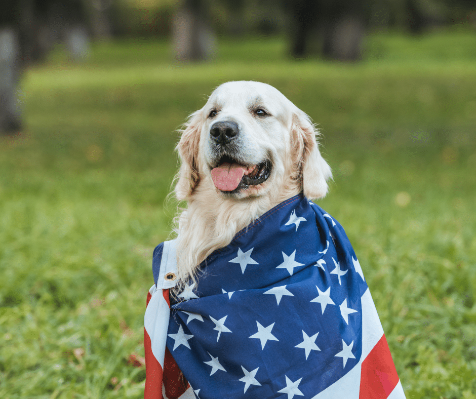 Fireworks, Guests, and Busy Homes: How Boarding Can Give Pets a Calm July Retreat
