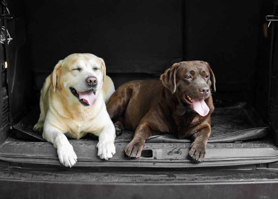 Last-Minute Summer Trips: Why August Boarding at Circle B Bed ‘N Biscuits Gives Pets a Comfortable Stay