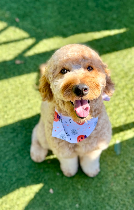 Cooler Days, More Play: Why September Doggy Daycare Is Perfect for Active Dogs
