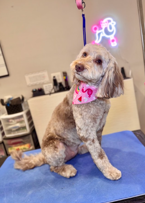 Board Now, Come Home Fresh: Add Grooming to Your Pet’s September Boarding Stay